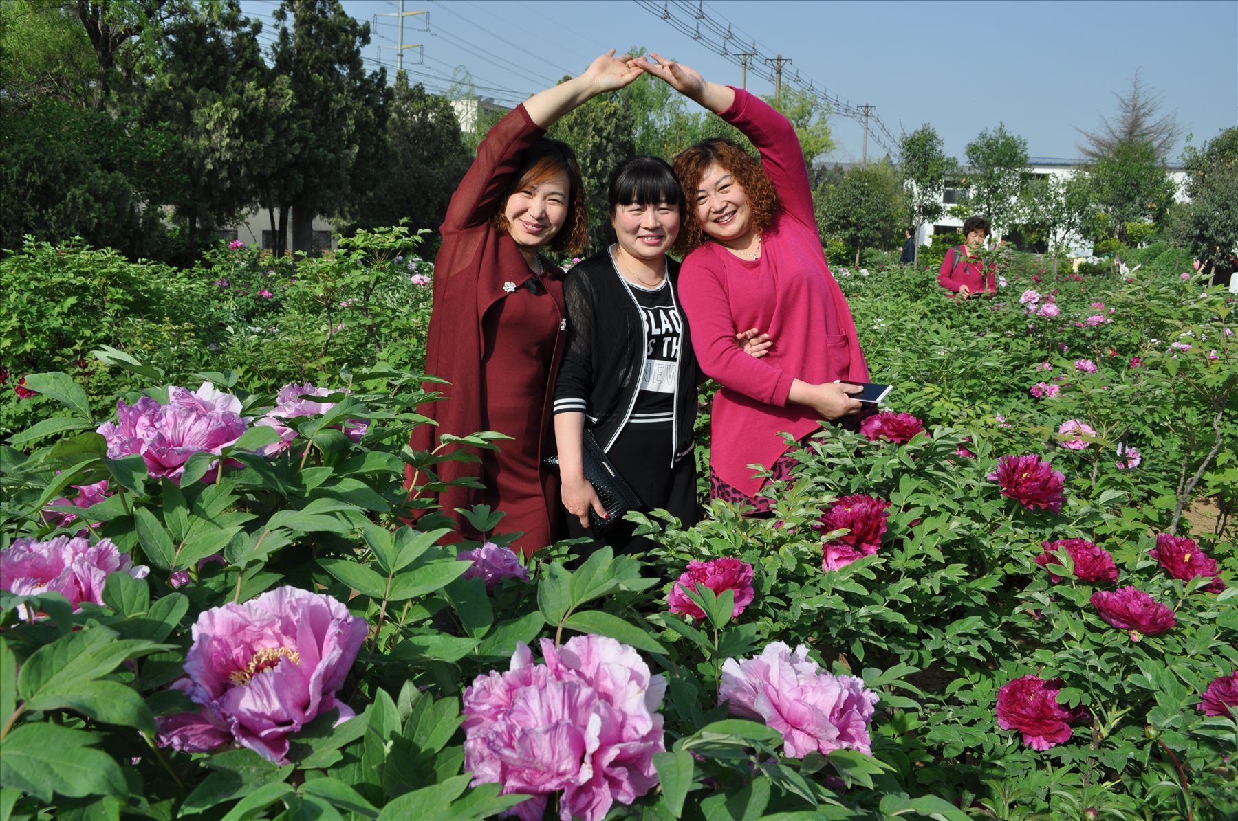 洛阳34届牡丹花会人像