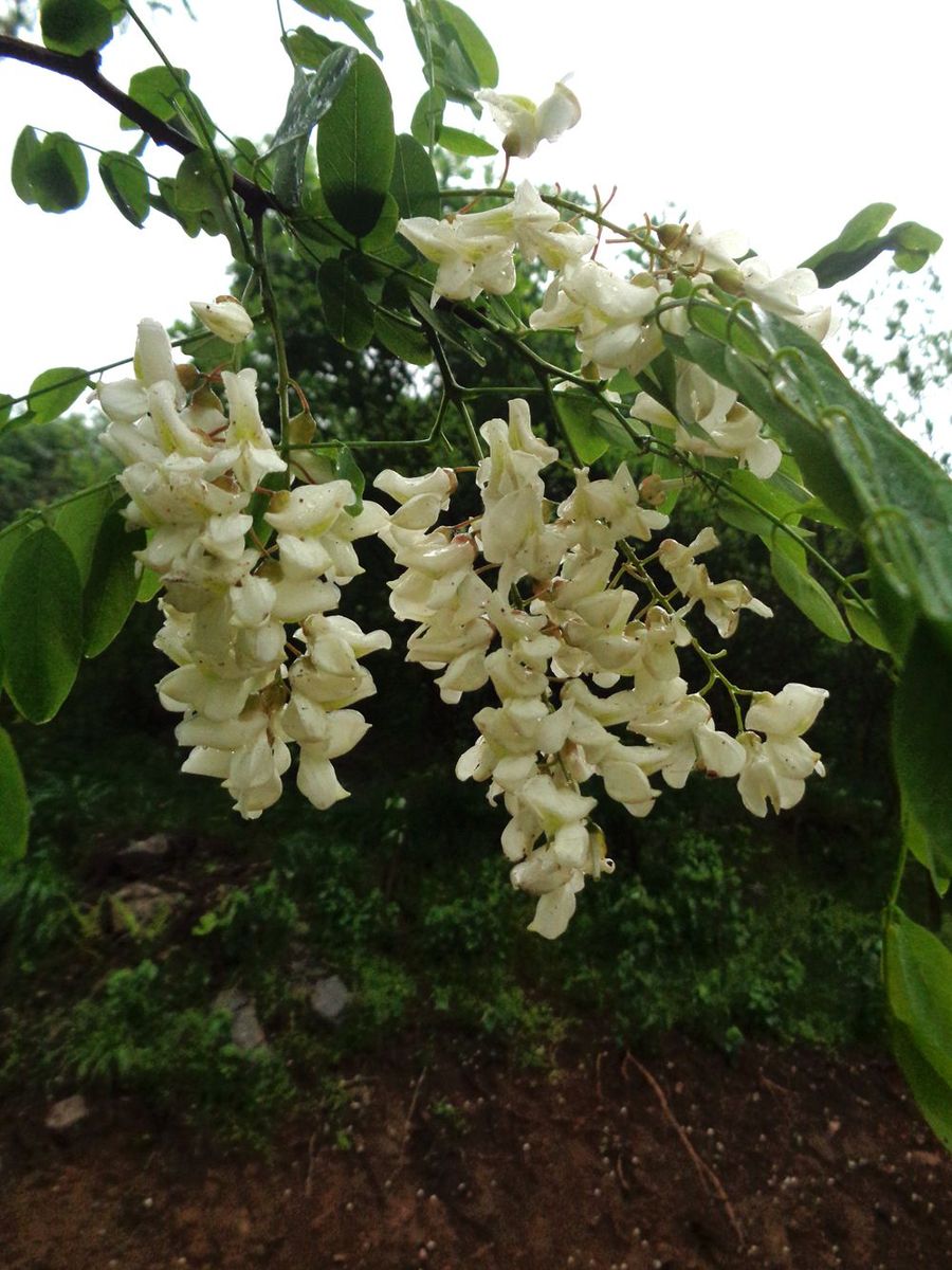 雨中赏槐花