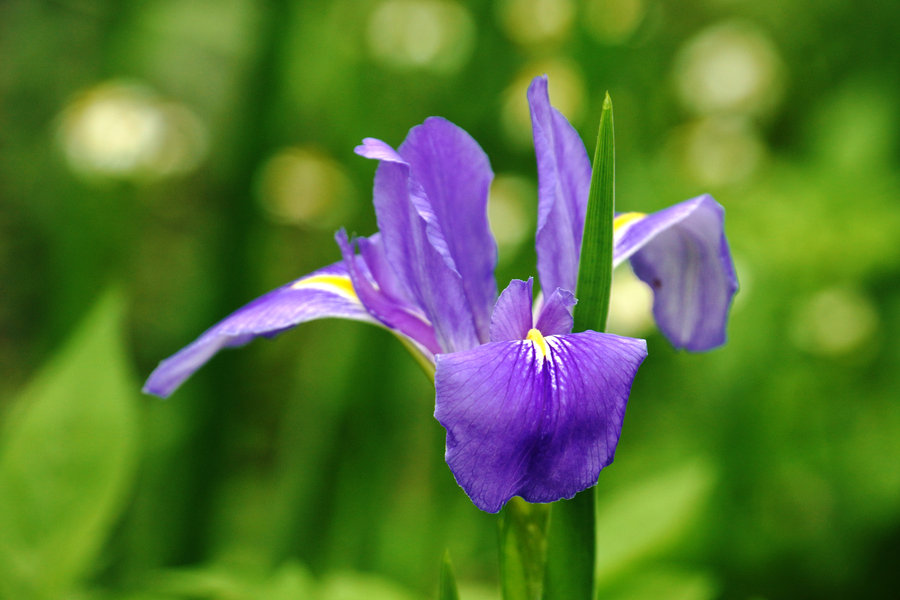 马兰花