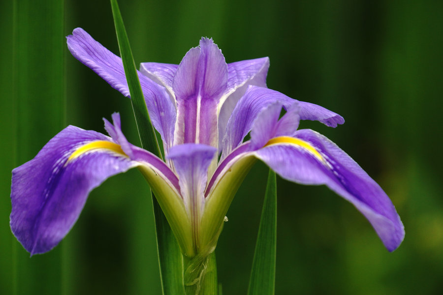 马兰花