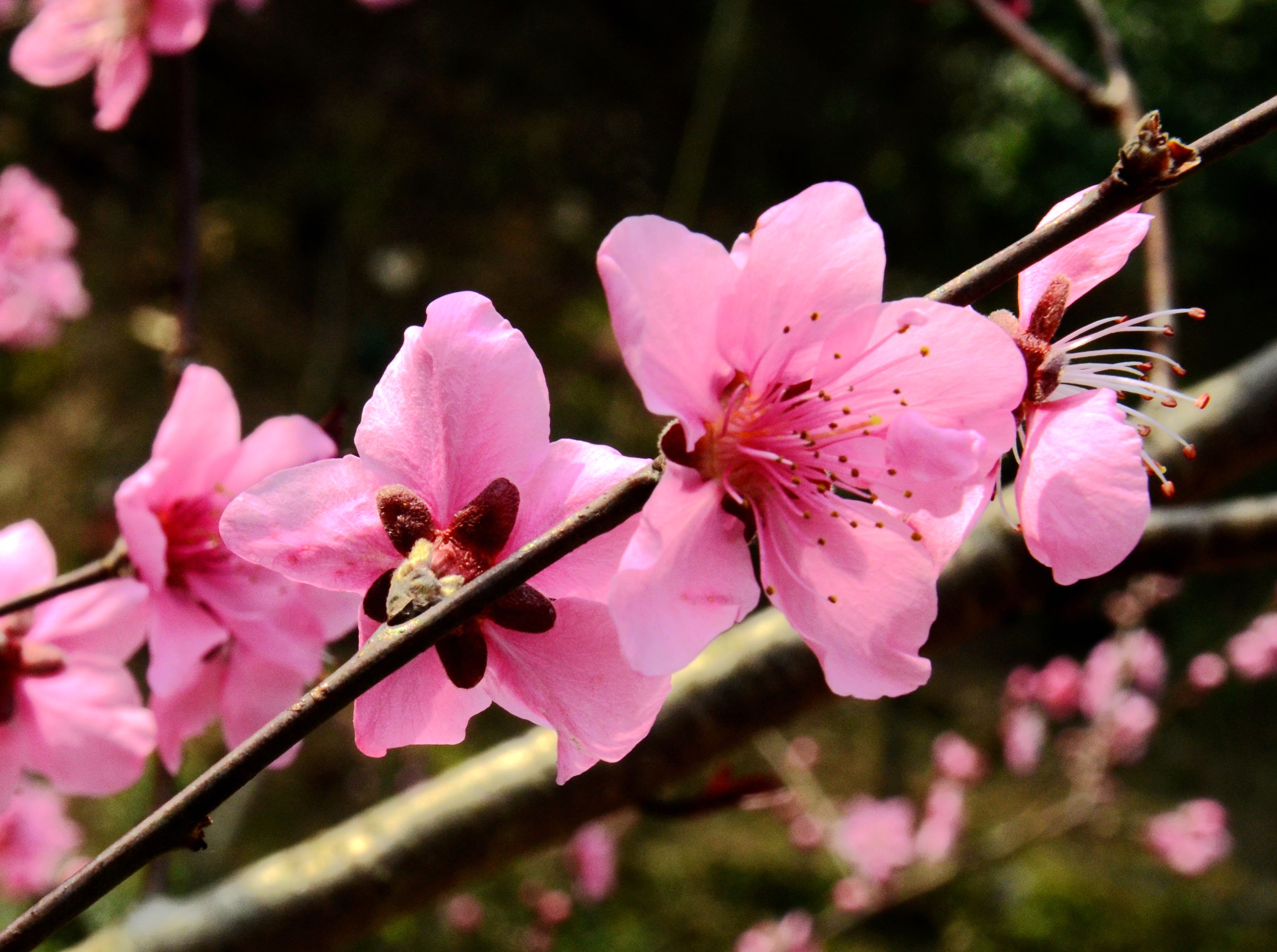 桃花源记