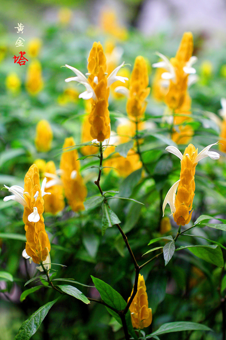 黄金塔花