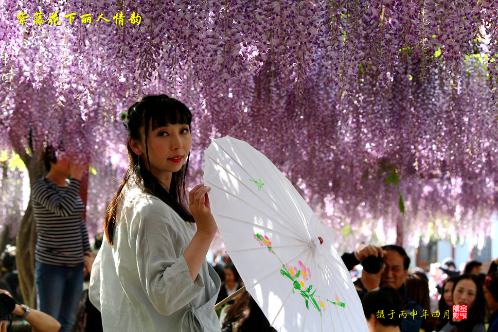 【紫藤花下丽人情韵摄影图片】嘉定紫藤公园人像摄影