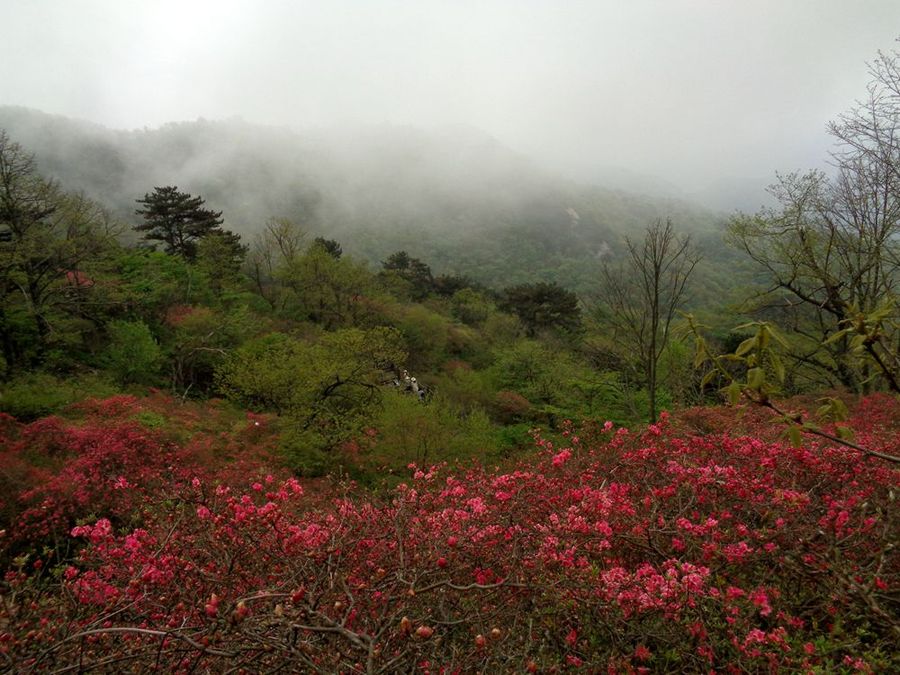 麻城杜鹃花海