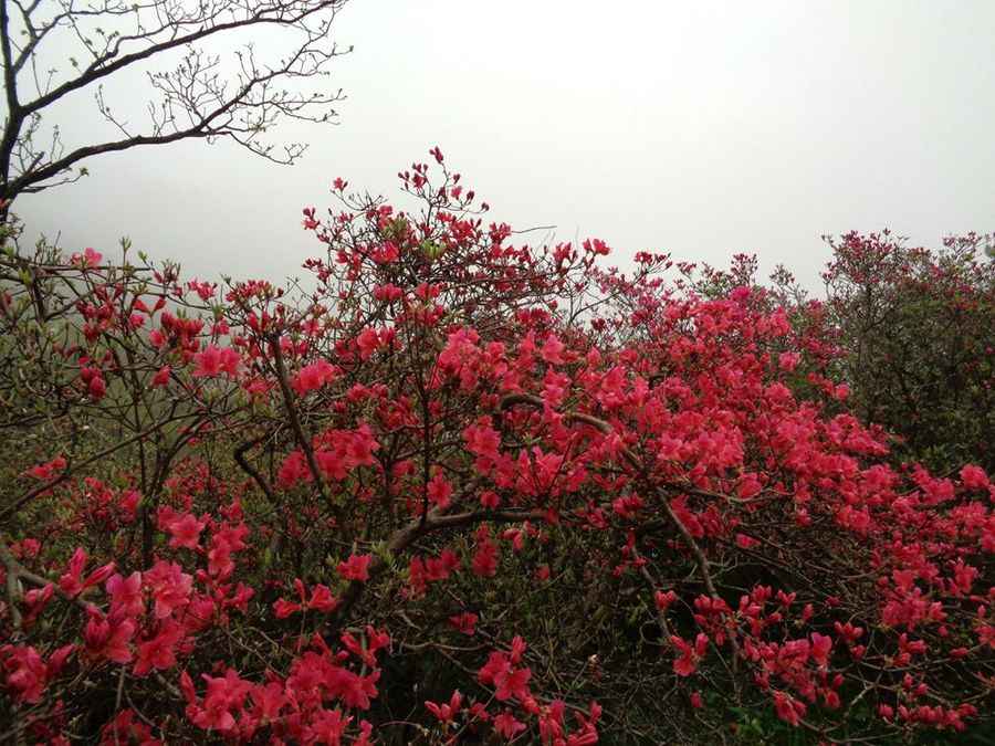 麻城杜鹃花海