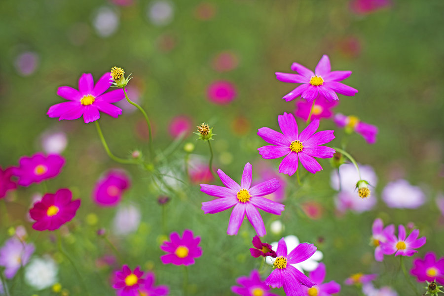 幸福之花