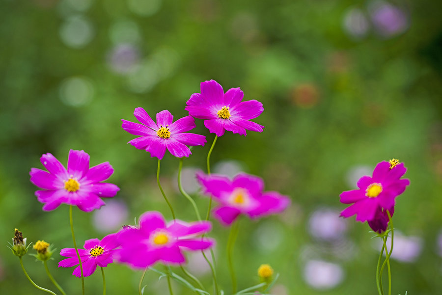 幸福之花