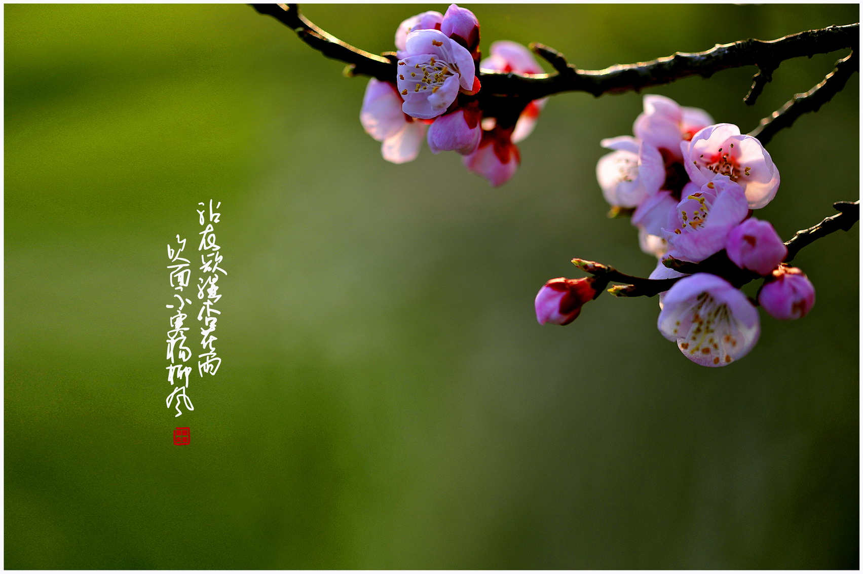 春天,春风,春雨,春花