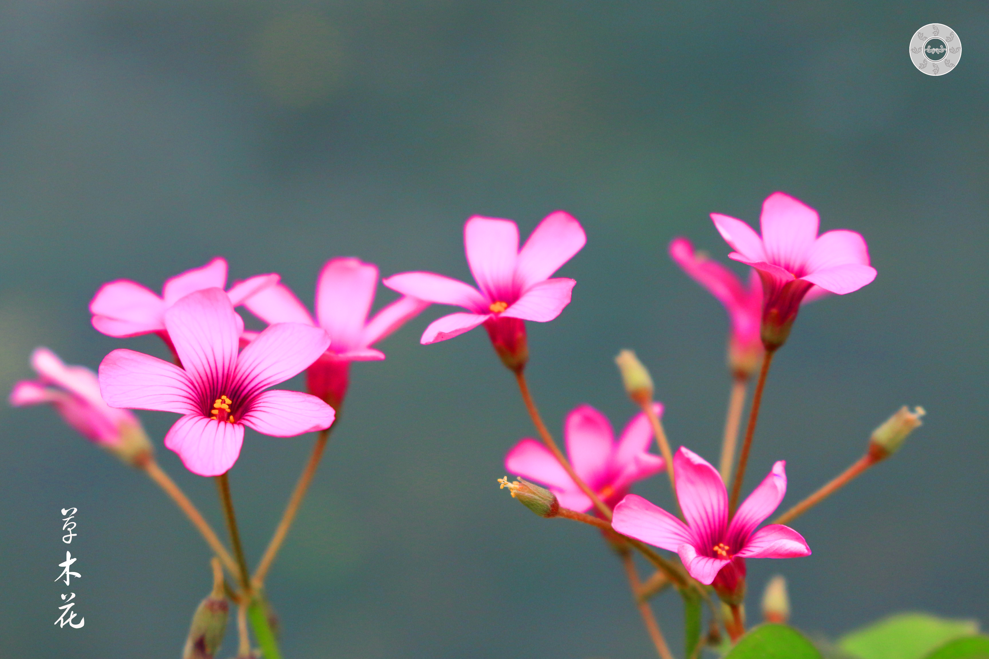 草木花