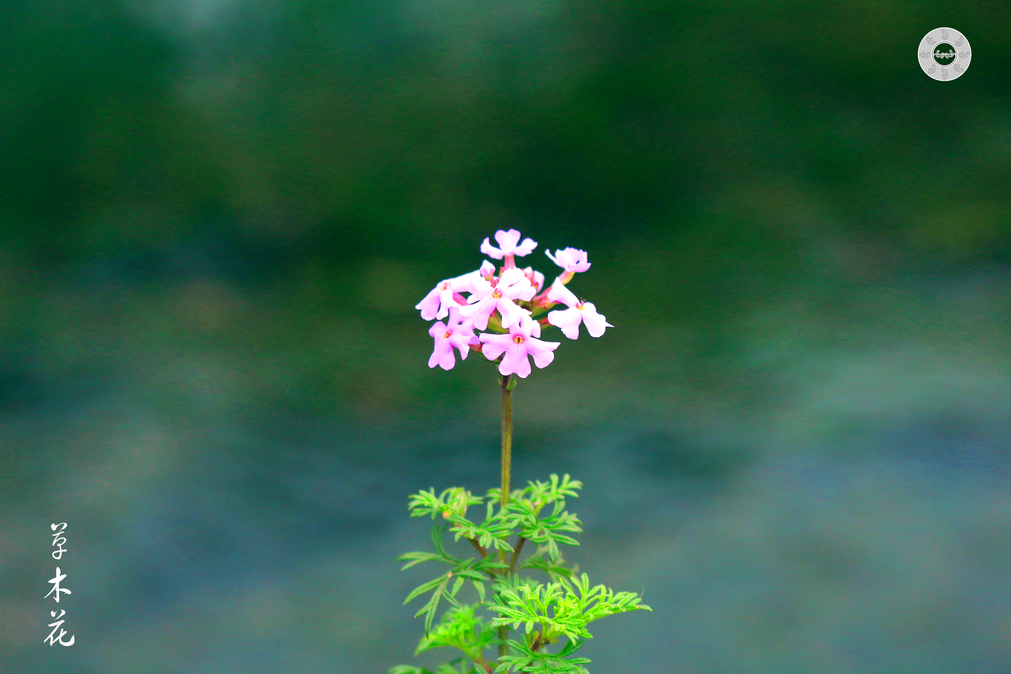 草木花