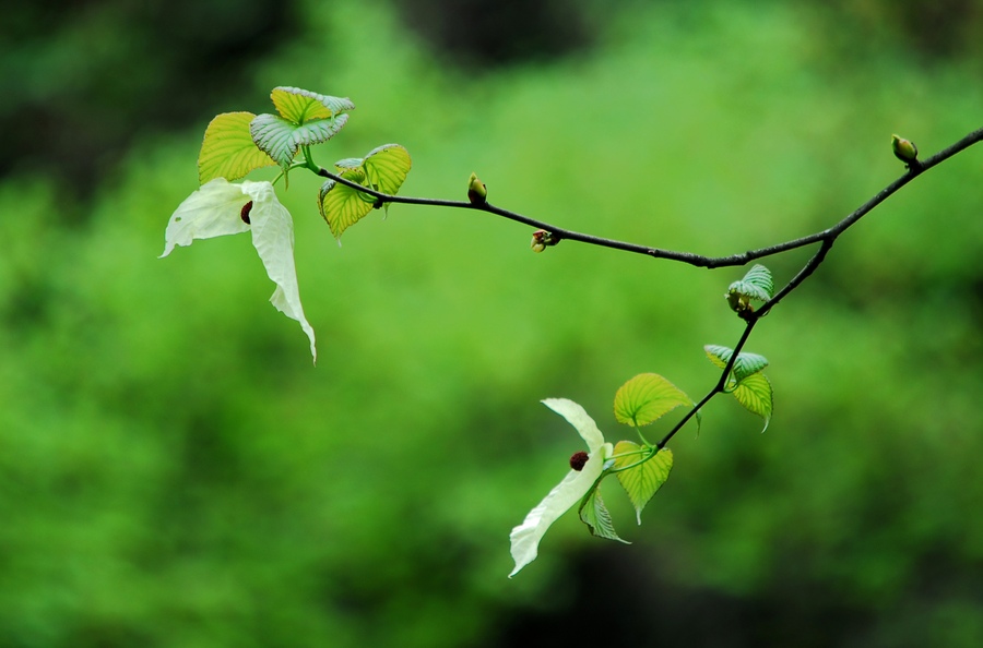 【雅安荥经安靖乡万亩鸽子花摄影图片】生态摄影_太平