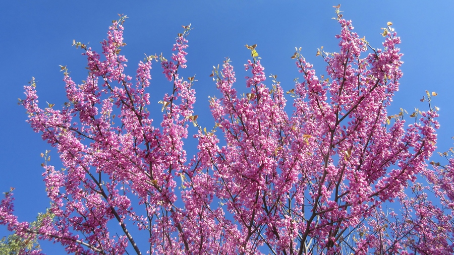 [ 花开花落 ]