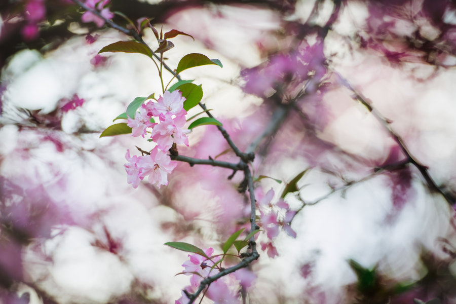 【花开花落】春日