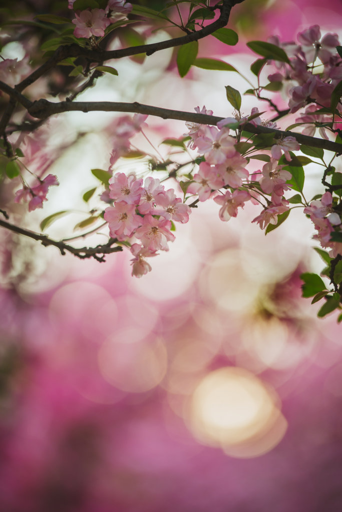 【花开花落】春日