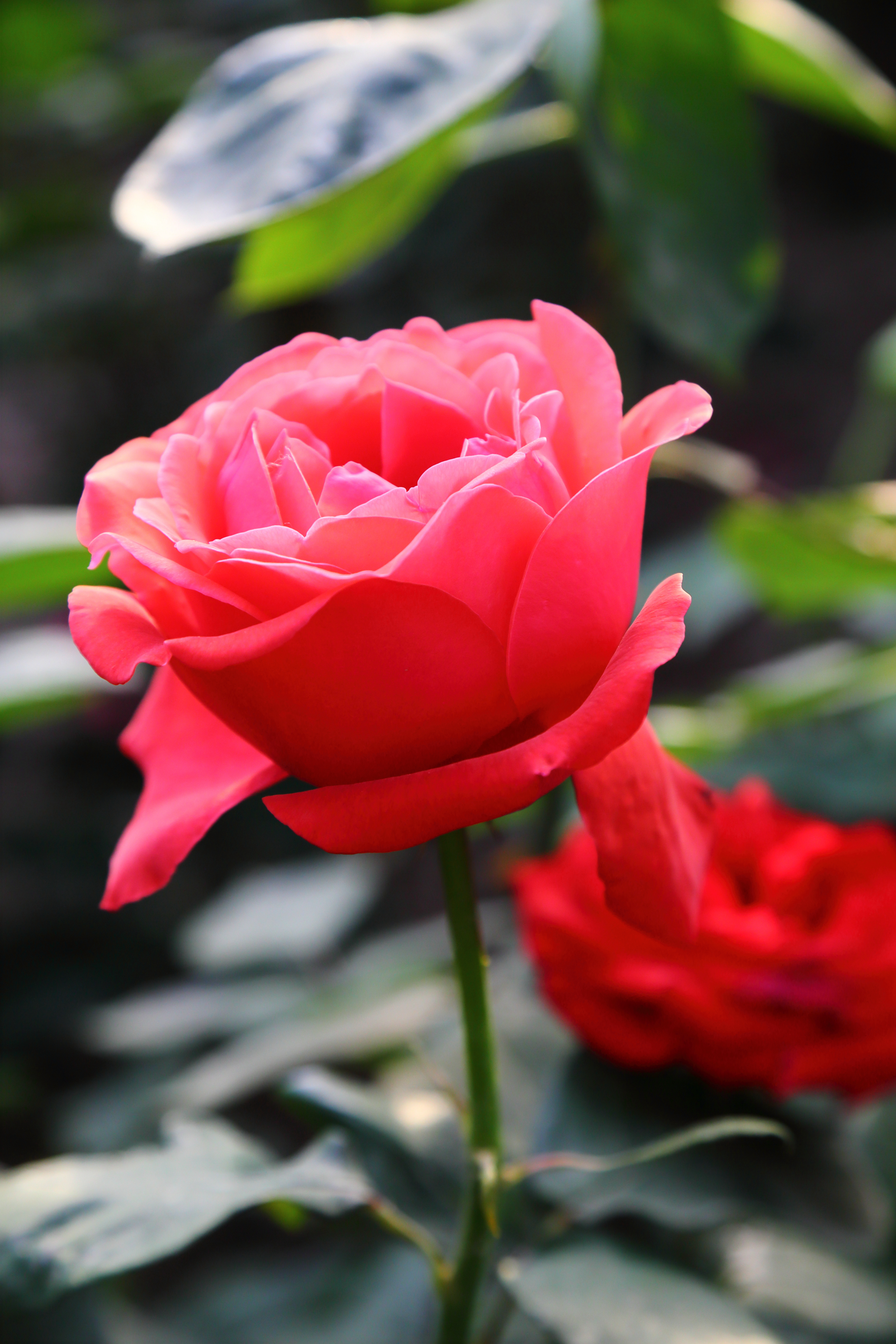 醉美月季花