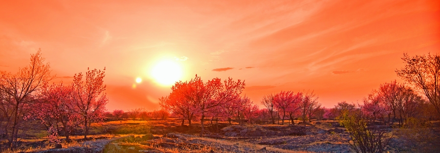 杏花夕阳红