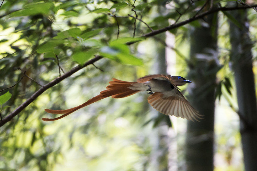 【飞翔的寿带鸟摄影图片】生态摄影