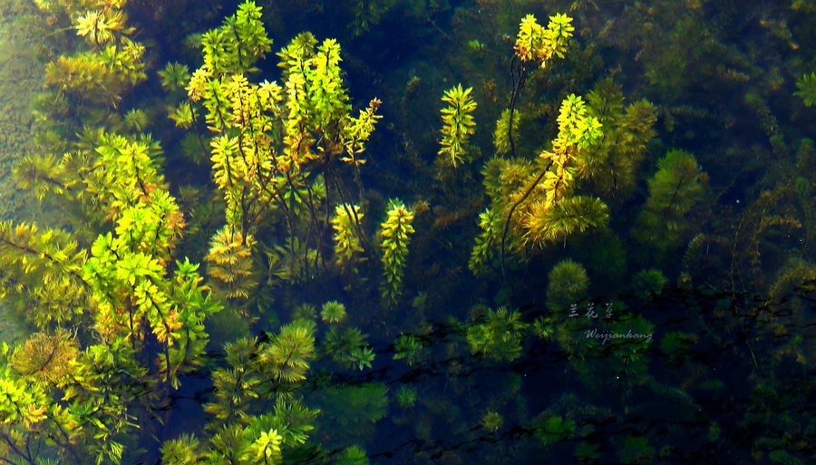 【水下植物摄影图片】生态摄影_太平洋电脑网摄影部落