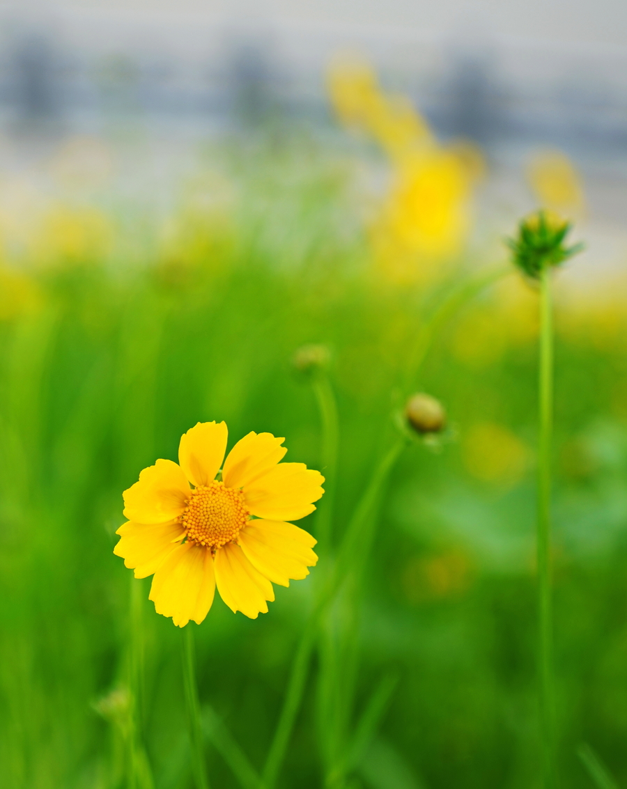 小小野菊