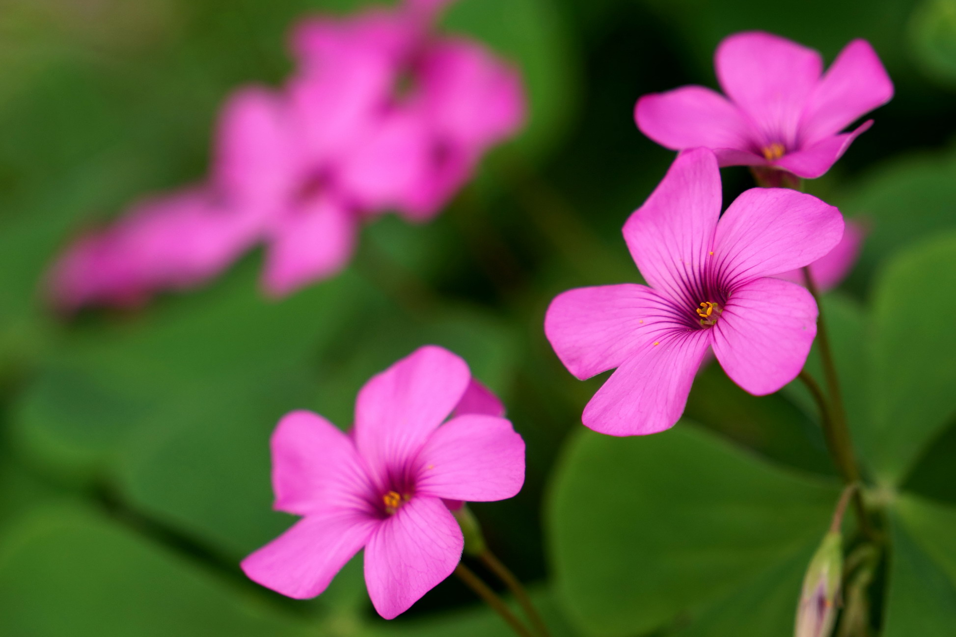 【春天的颜色】红花柞浆草