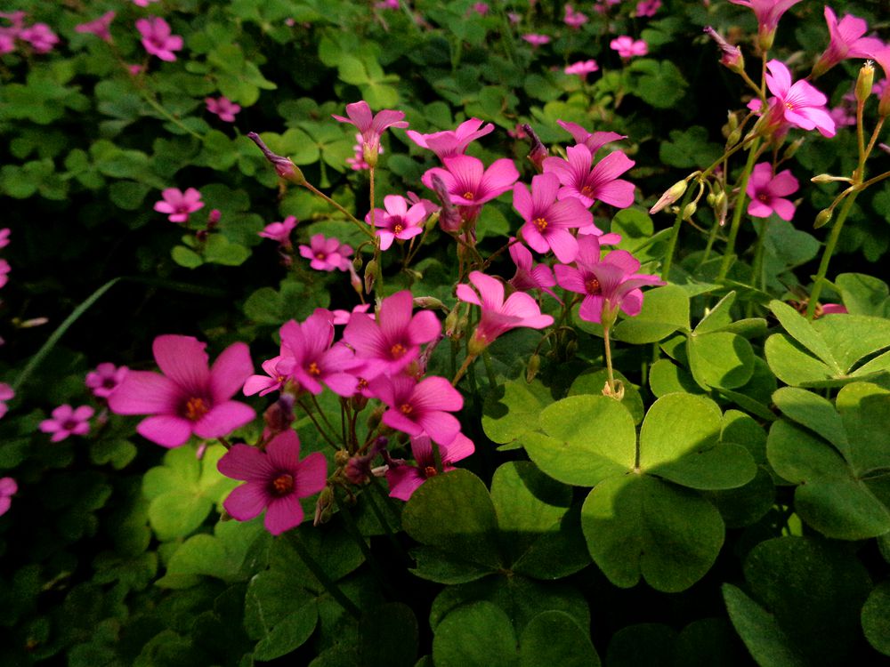 红花酢浆草