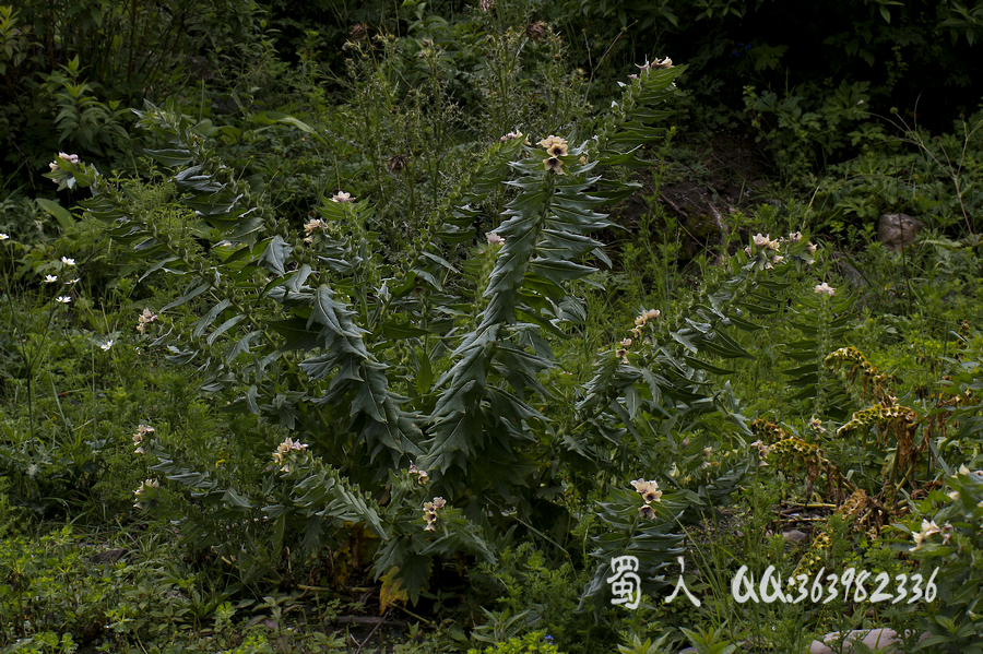 野花197-天仙子 (共 7 p)