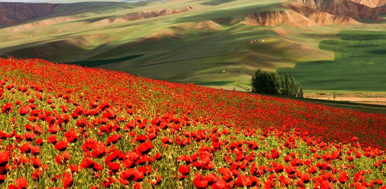 【新疆伊犁天山红花(二)摄影图片】风光摄影