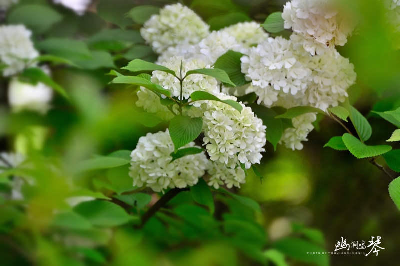 绣球花