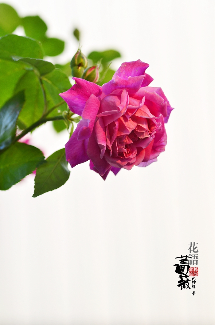 蔷薇花开