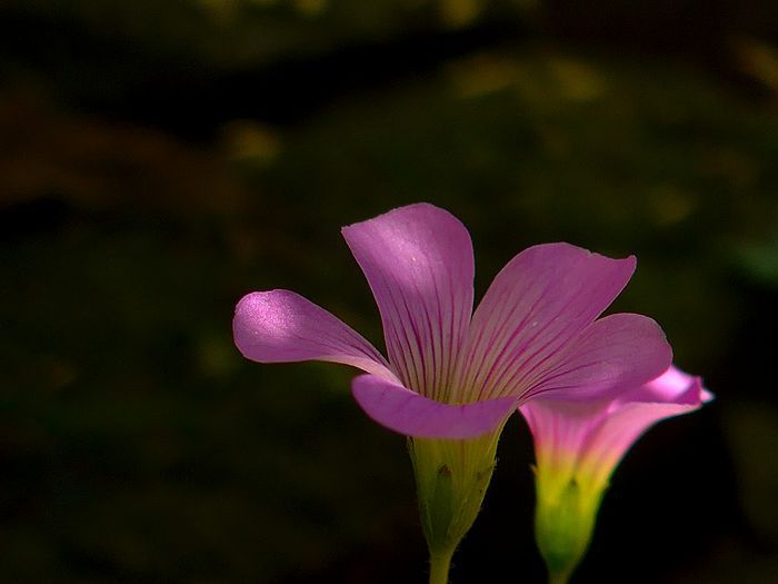 铜锤草