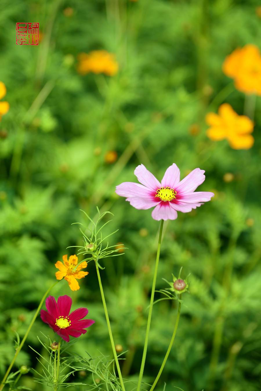 波斯菊