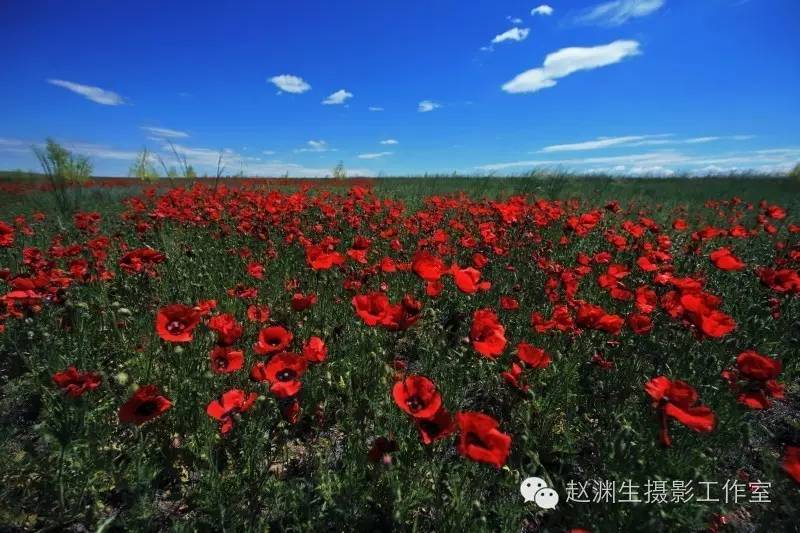 【走进巴尔鲁克山草原】一又到山花烂漫时