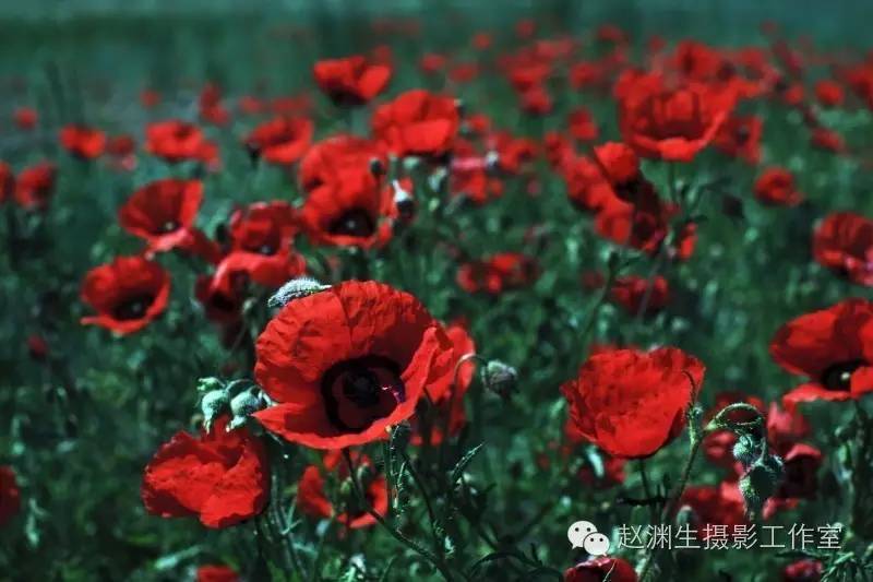 【走进巴尔鲁克山草原】一又到山花烂漫时