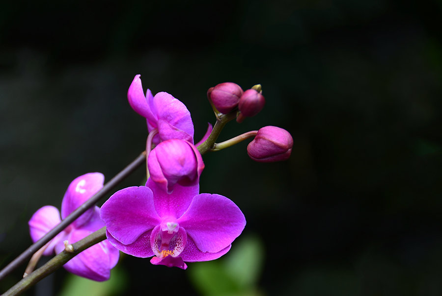 青秀山观兰花