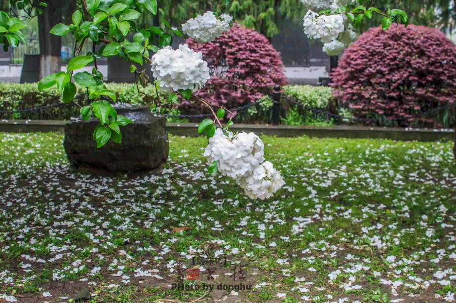 南京醉美绣球花——雷古拉