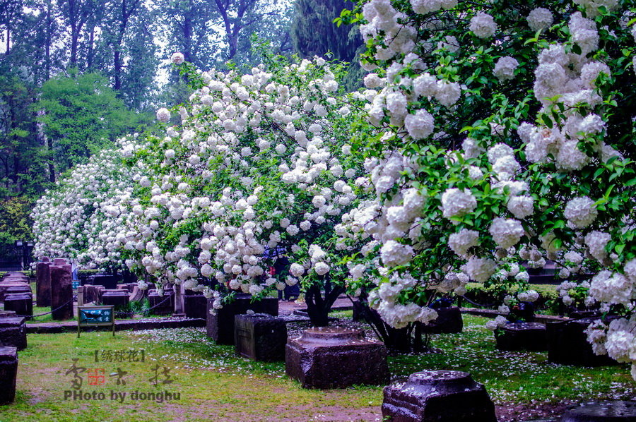 南京醉美绣球花——雷古拉