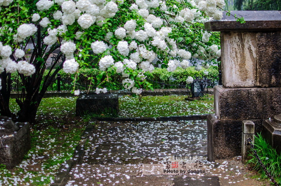 南京醉美绣球花——雷古拉