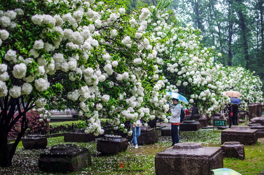 南京醉美绣球花——雷古拉