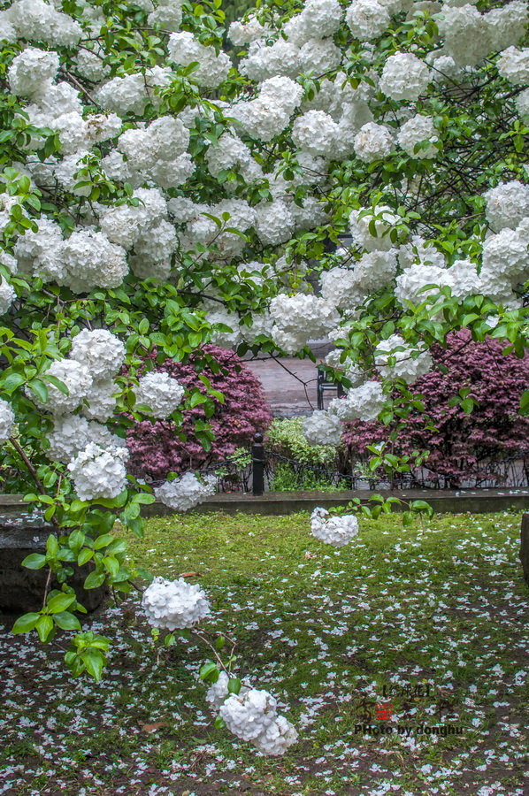 南京醉美绣球花——雷古拉