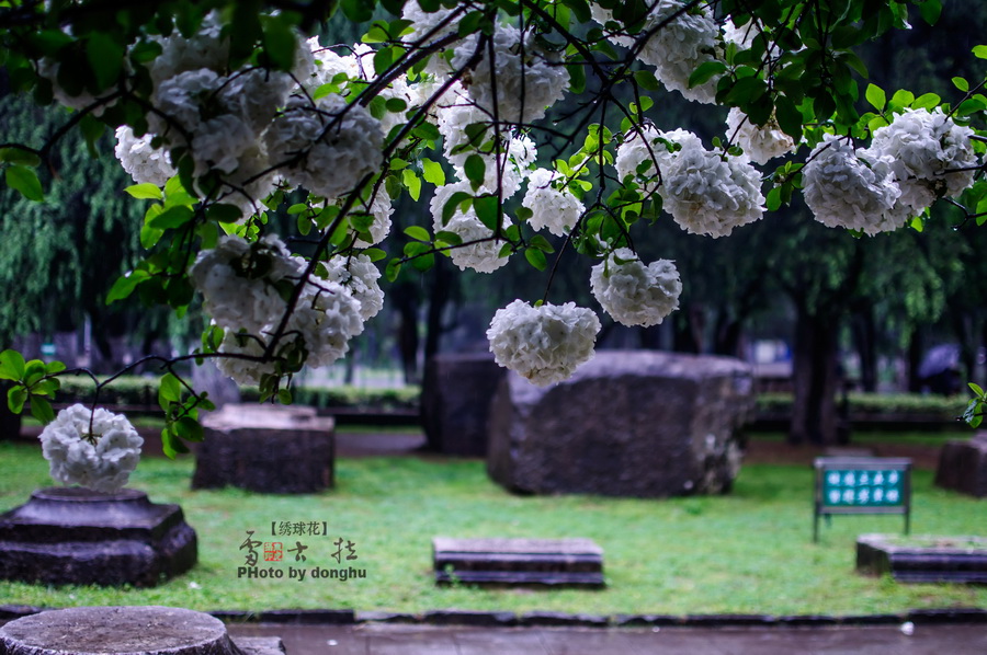 南京醉美绣球花——雷古拉