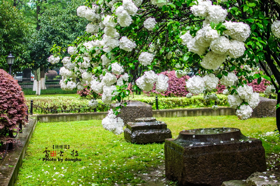 南京醉美绣球花——雷古拉