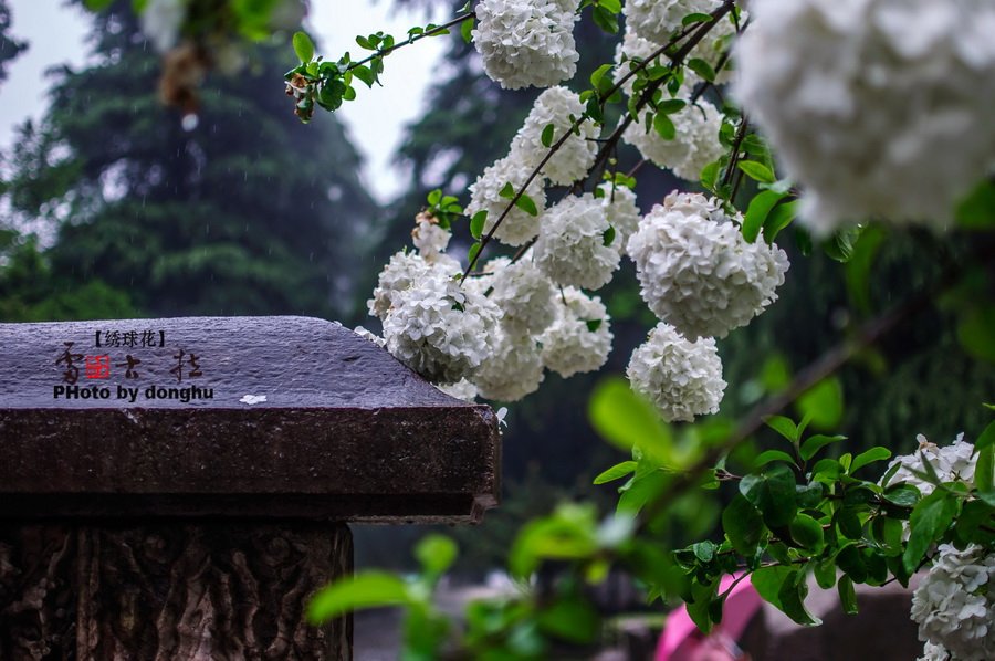 南京醉美绣球花——雷古拉