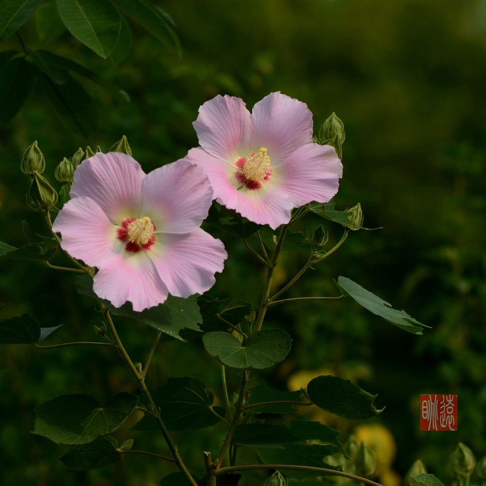 单瓣木芙蓉