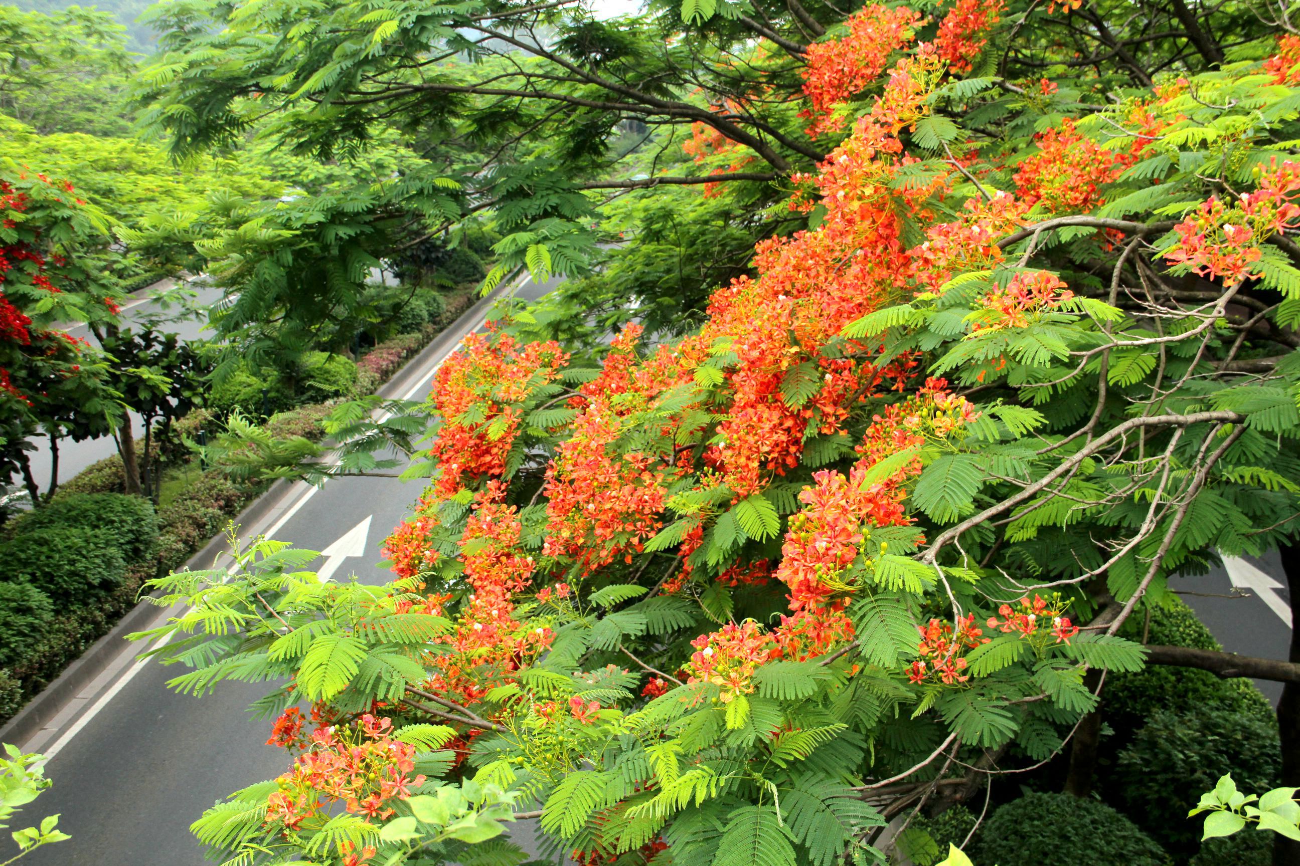 凤凰花开