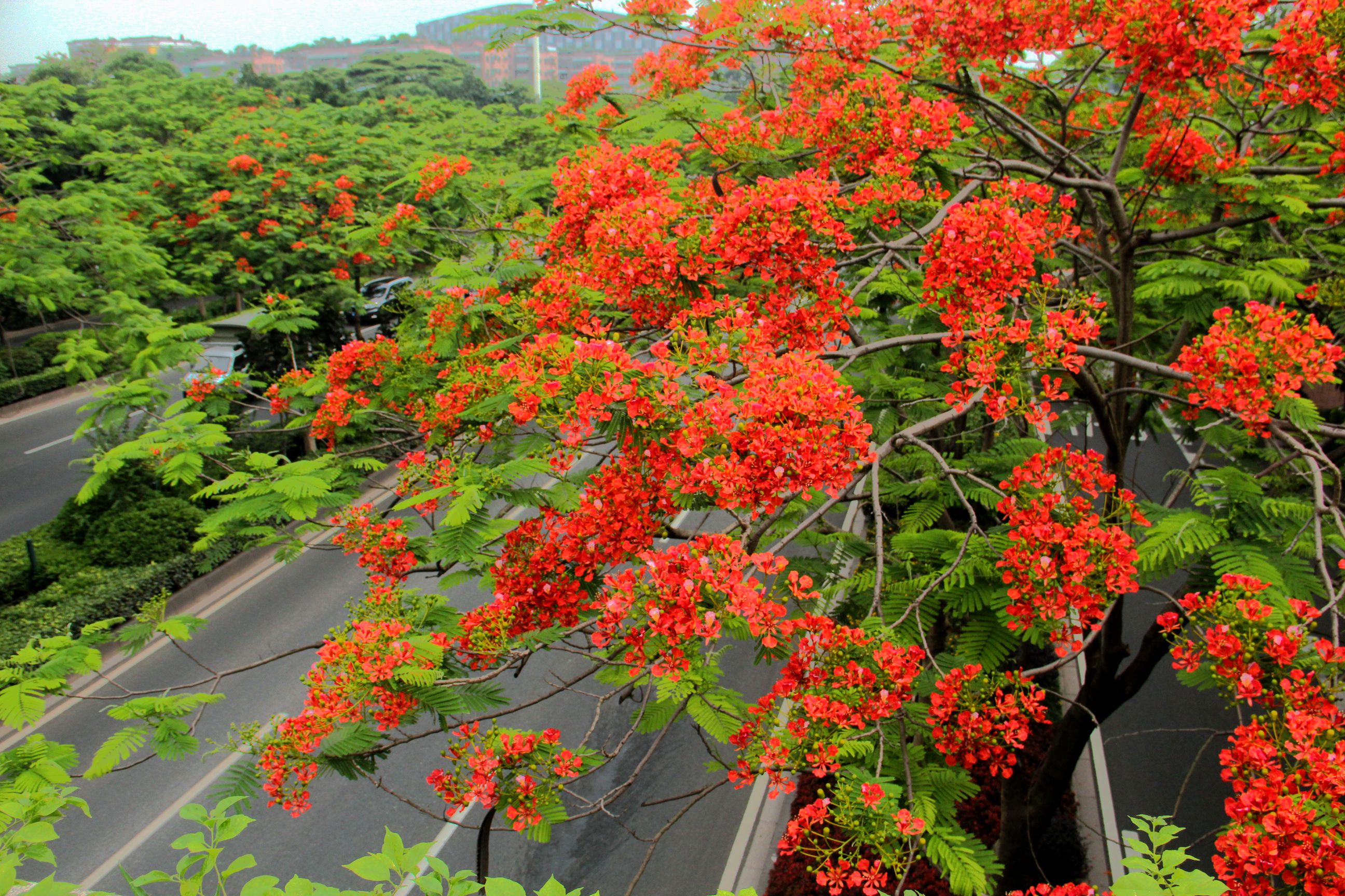 凤凰花开