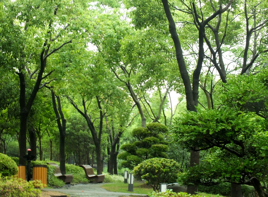 雨中上海市嘉定菊园北水湾 (共p)