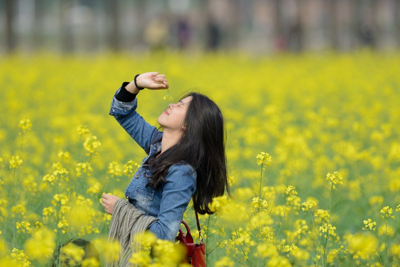油菜花