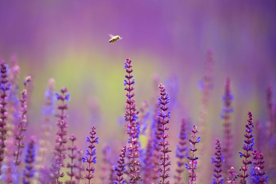 鼠尾草