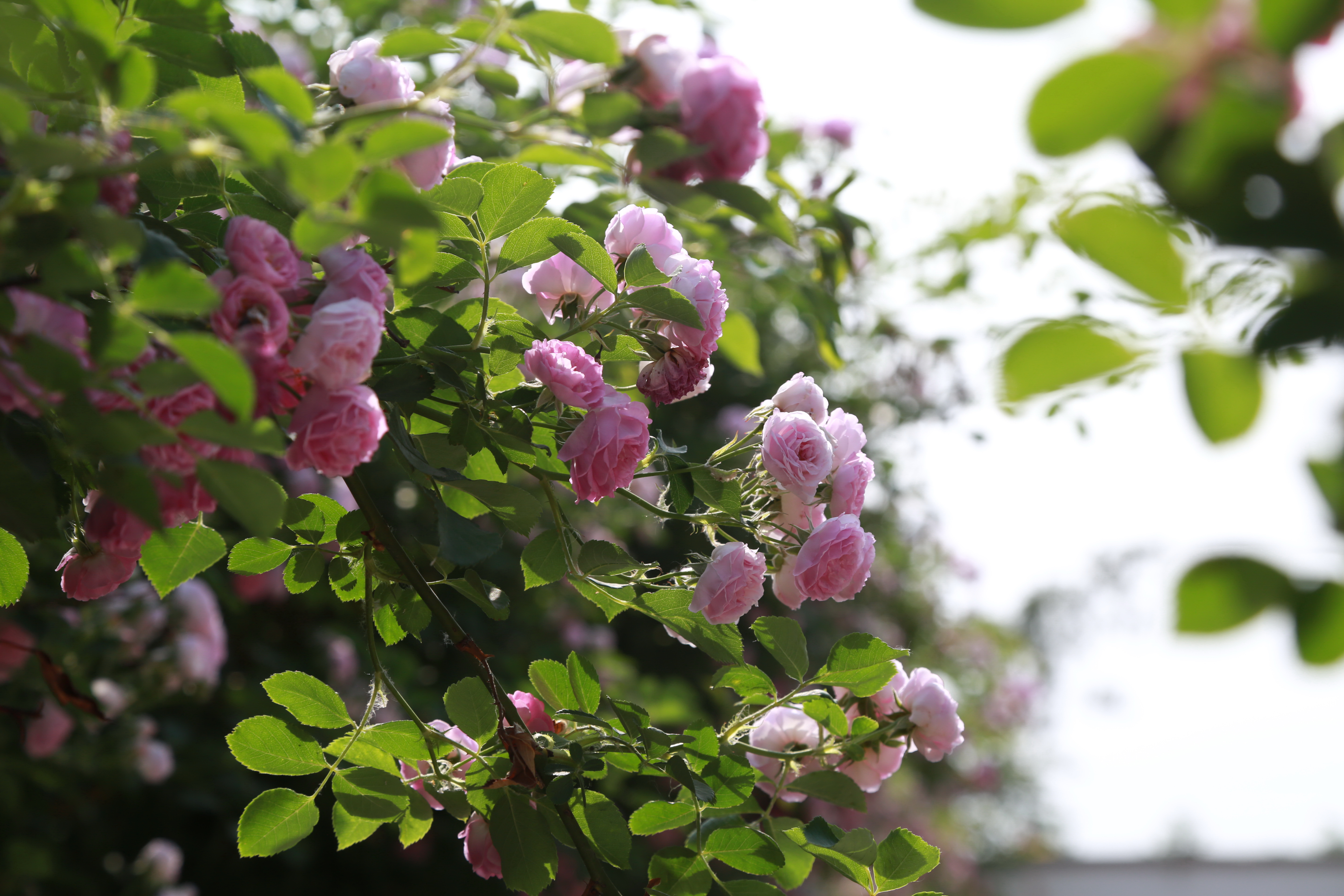 【蔷薇花开】