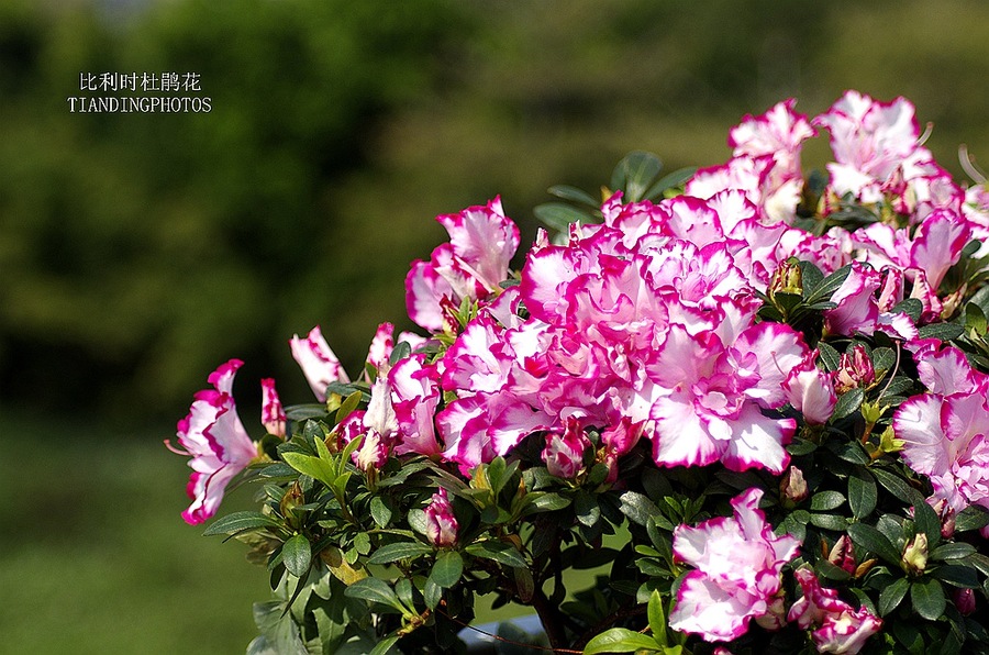 比利时杜鹃花